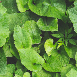 Science-Backed Herbal Wisdom for Modern Pakistan